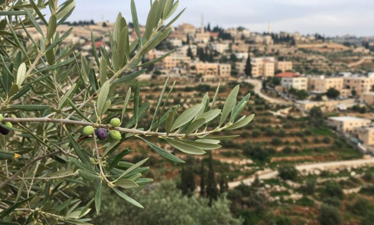 Olive Branch in Palestine