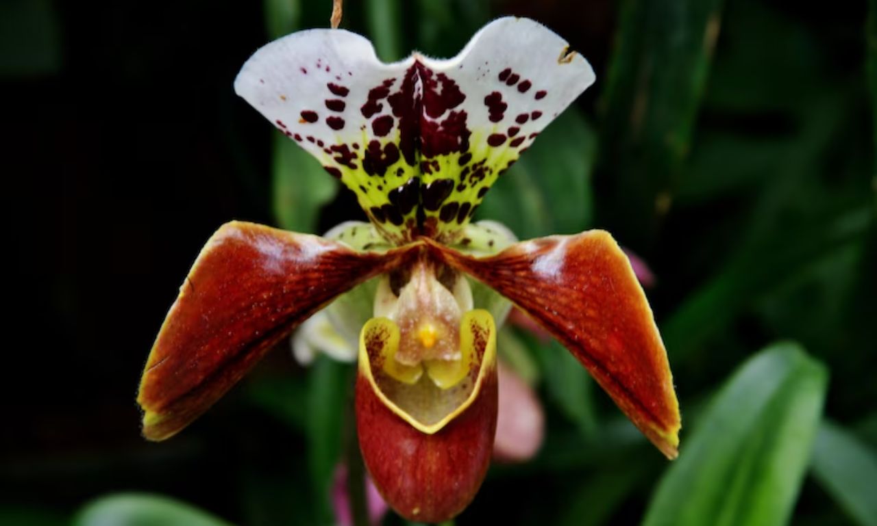 Vyxorith Thalorind