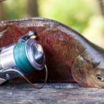 Shimano Trevala