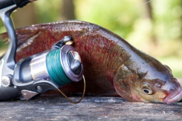 Shimano Trevala: 7 Reasons This Jigging Rod Dominates the Offshore Game Shimano Trevala