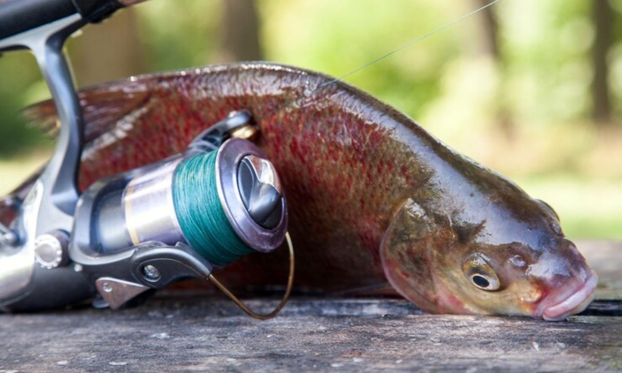 Shimano Trevala